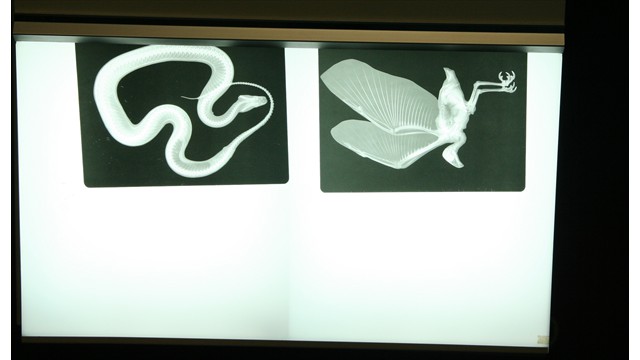 Zoo Vet Center 2